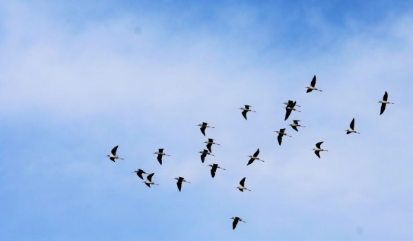 Tempo amanhece fresco e fica quente durante a tarde nesta sexta-feira em MS