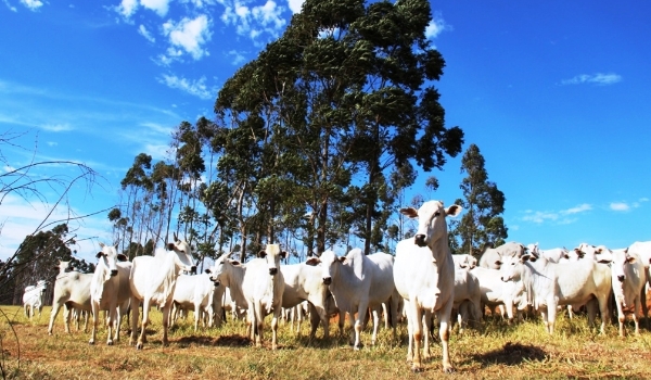 Prazo para atualização cadastral de rebanhos de MS termina na próxima semana