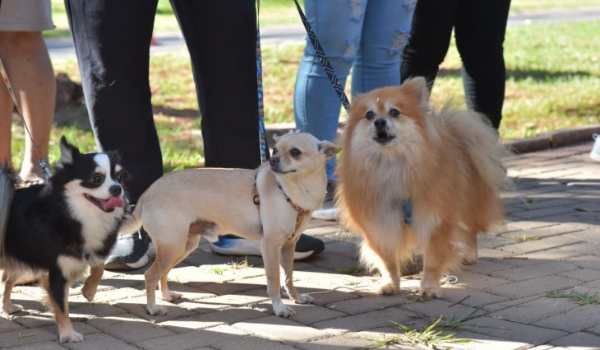 Seminário discute política de proteção aos animais em MS nesta terça e quarta-feira