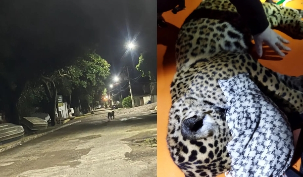 Onças passeando alertam Ladário e bombeiros pedem que 'moradores permaneçam nas residências'