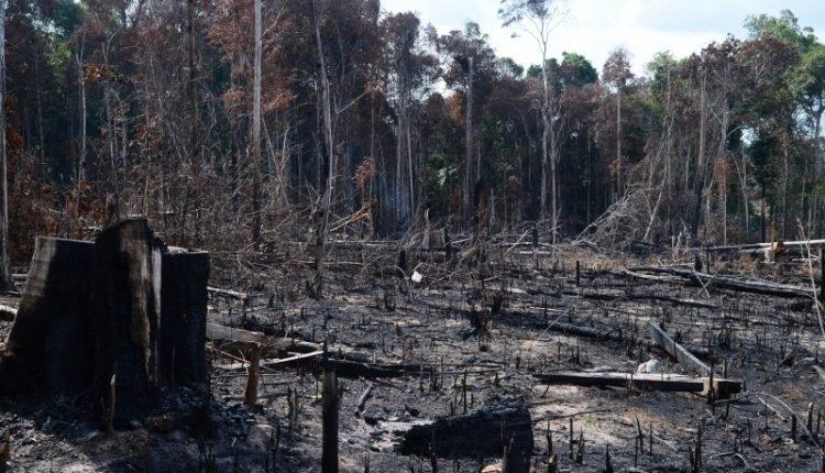 Fogo na Amazônia é em desmate, afirma Embrapa