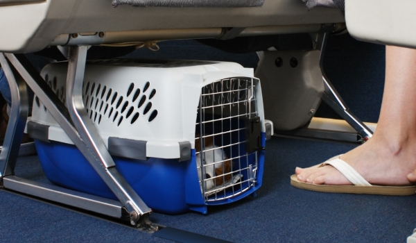 Descubra destinos para viajar com seu pet de estimação