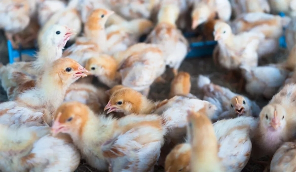 Governo abre crédito extraordinário de R$ 200 mi para combate à gripe aviária