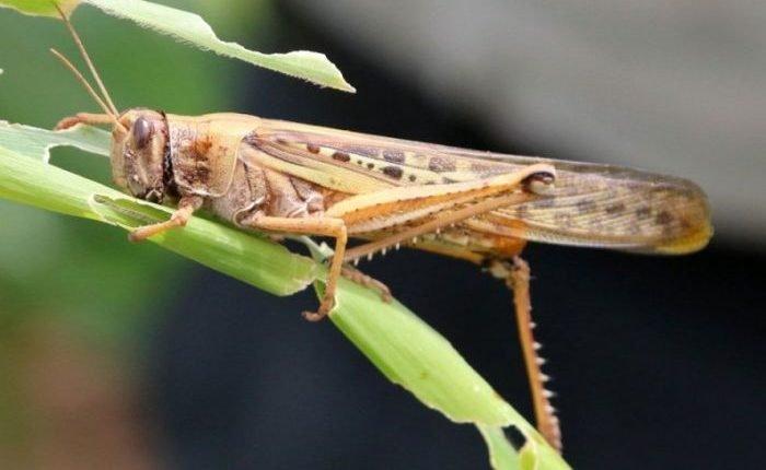 Com onda de frio, nuvem de gafanhotos estaciona na Argentina