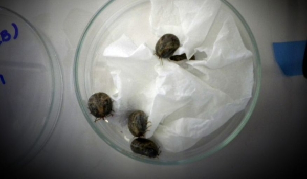 Proteína do carrapato-estrela pode ser alvo para vacina contra febre maculosa
