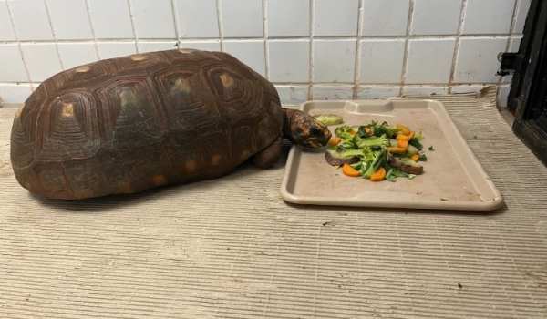 De ambiente aquecido a alimentação especial, Bioparque Pantanal explica cuidados com animais em dias frios