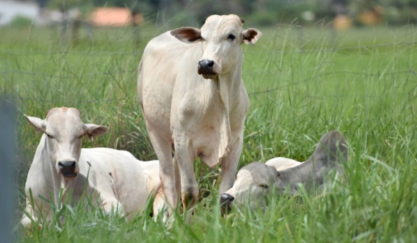 Mato Grosso do Sul tem o 5º maior rebanho bovino confinado do País