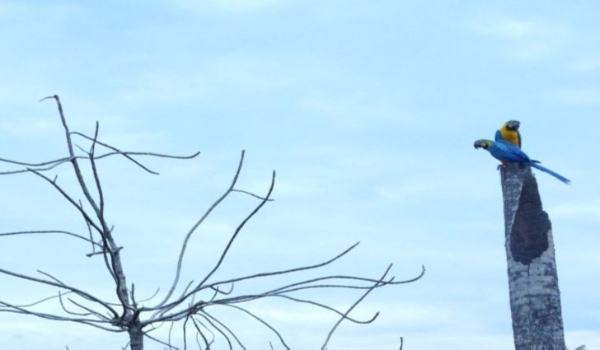 Tempo seco provoca baixa umidade para MS nesta quarta-feira