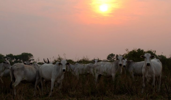 Faltam dois dias para fim do prazo da Declaração Semestral de Rebanhos