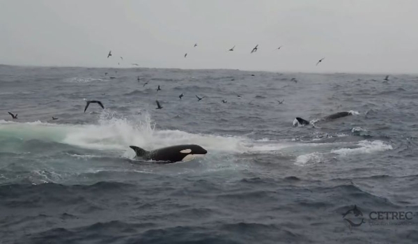 Por que as orcas não param de bater em barcos na Espanha
