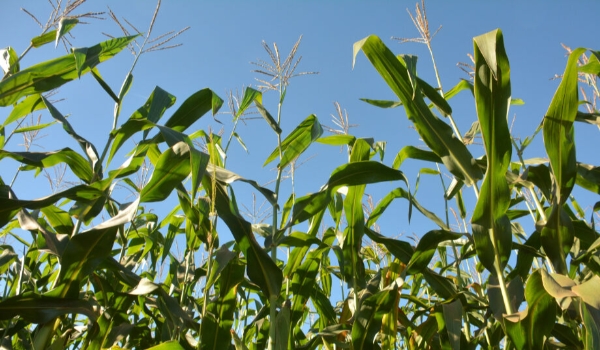 Produtores de grãos devem utilizar maior fatia do Plano Safra 2023/2024