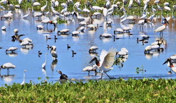 Em seis meses, choveu mais que o esperado para o ano todo na região do Pantanal