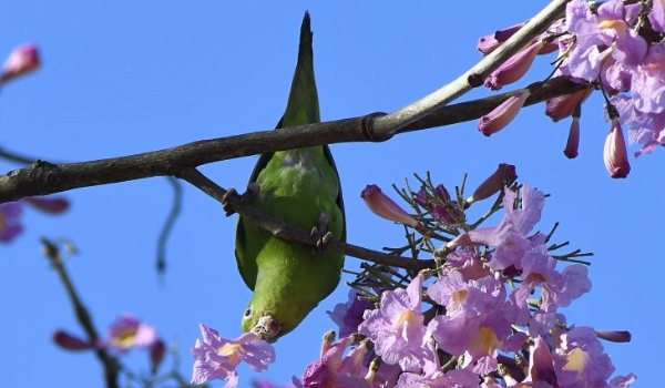 Previsão é de sol e variação de nebulosidade durante o sábado em MS
