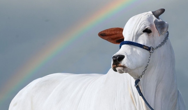 'Skincare', 'quarto' privativo e segurança 24 horas: a rotina da vaca brasileira que é a mais valiosa do mundo