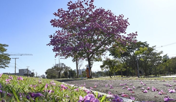 Semana começa com tempo estável, mas com previsão de queda na temperatura na quinta-feira