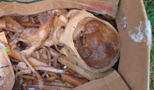 Ossada humana é encontrada dentro de caixa na fronteira