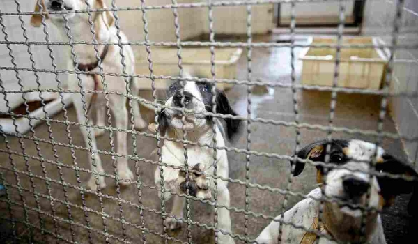 Bonito fará varredura de animais soltos e eutanásia em positivados para leishmaniose
