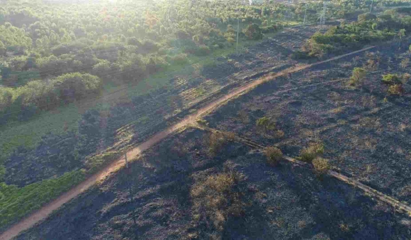 Reserva de Três Lagoas tem 20 hectares destruídos e prefeitura aponta incêndio criminoso
