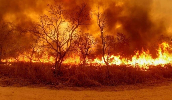 'Caixa corta-fogo' é alternativa para prevenção de incêndios no Pantanal