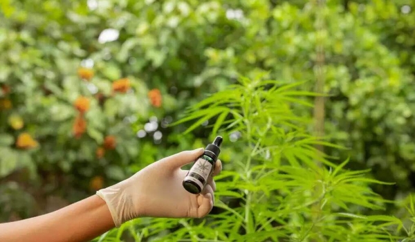 Liberada em 13 Estados, oferta de remédios com Cannabis em MS ainda é projeto