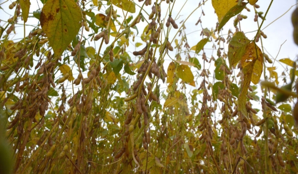 Preços dos fertilizantes caem até 58%, mas custo de produção da soja deve subir