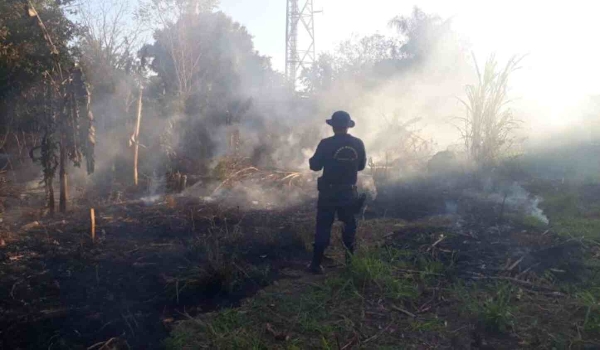 Com distribuição de mudas, Dourados inicia campanha ‘Agosto sem Cinzas’ contra queimadas