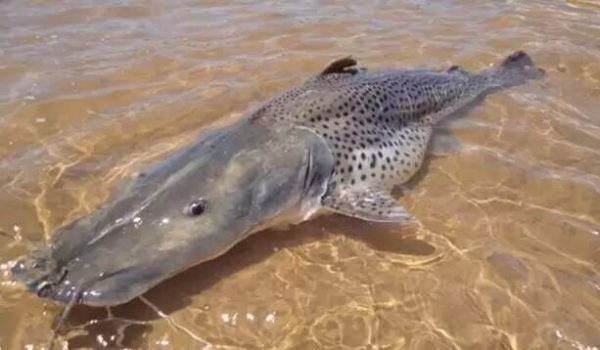 Pesquisador alerta: 12 espécies de peixes em rios de MS correm risco de extinção