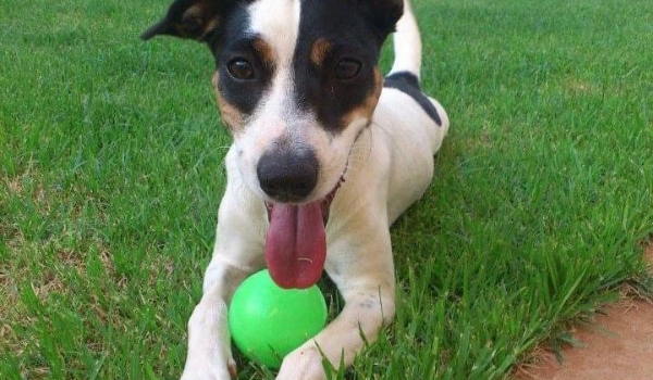 SES marca presença no ‘Campo Grande é o Bicho’ no combate à Leishmaniose