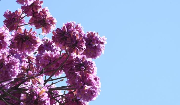Semana começa com possíveis pancadas de chuva, mas tempo estabiliza no decorrer dos dias
