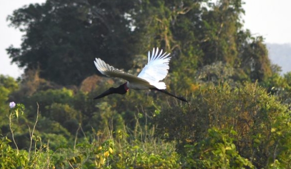 Sustentabilidade e desenvolvimento: Governo de MS suspende licenças de supressão de vegetação nativa no Pantanal