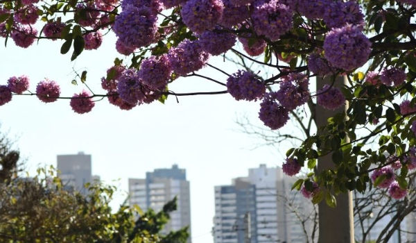 Previsão de tempo claro e com poucas nuvens em MS nesta quinta-feira