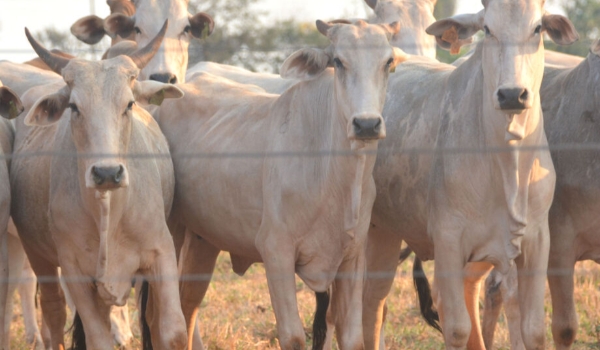 Arroba do boi acumula redução de 23,11% no período de um ano em MS
