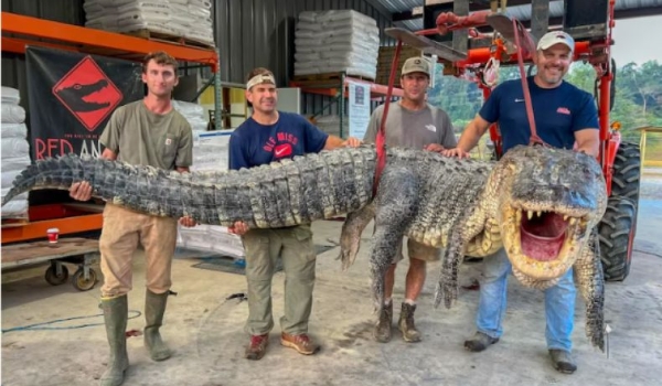 Caçadores batem recorde ao capturar jacaré de 1,8 toneladas e mais de 4 metros
