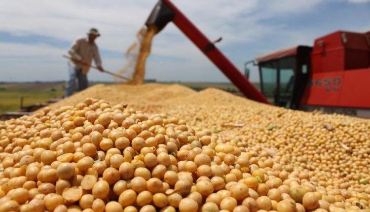 Produtores de MS já venderam 40% da safra