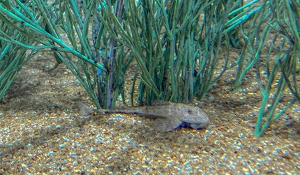 Peixe em extinção reproduz de forma inédita no mundo: espécie é atração no Bioparque Pantanal