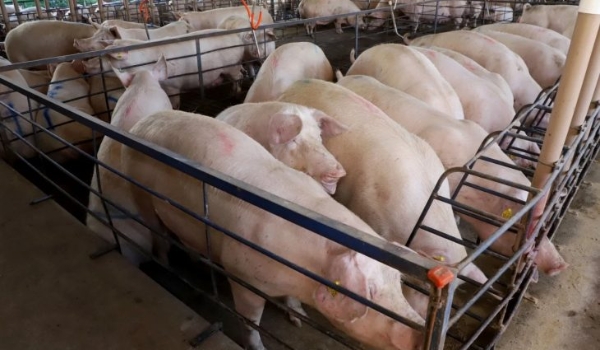 Leitão Vida amplia pagamento de incentivos aos suinocultores e avança em sustentabilidade