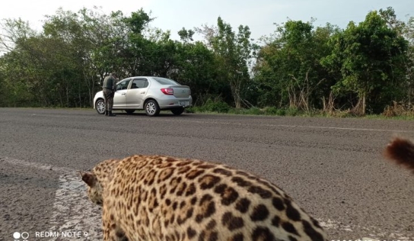 Polícia Militar Ambiental realiza barreiras educativas e reforça patrulhamento durante feriadão