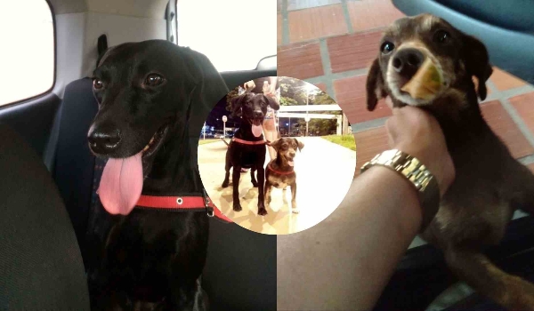 Luto por perda de animais existe e psicóloga de MS dá dicas para lidar com a dor