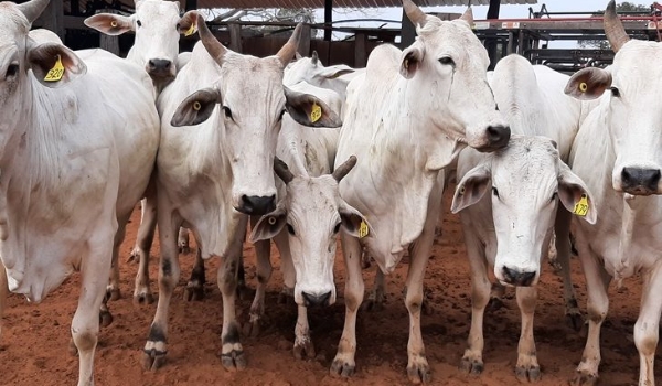 SAD vai promover leilão on-line de 64 bovinos Nelore no próximo dia 19