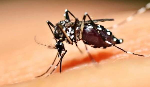 Período de chuvas e altas temperaturas: SES reforça cuidados para evitar criadouros da dengue
