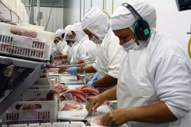 MS se mantém como maior exportador de tilápias do País