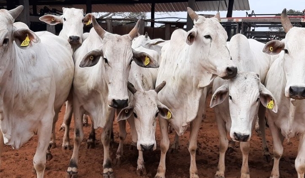 SAD promove leilão on-line de 64 bovinos Nelore na próxima semana