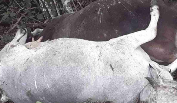 Mistério no Paraguai: vacas são encontradas sem língua, olhos e sangue