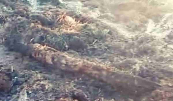 Casal carbonizado: neto disse que não sabe por que matou idosos