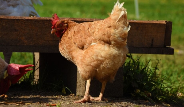 Estado tenta encurtar embargo japonês à carne de frango de MS