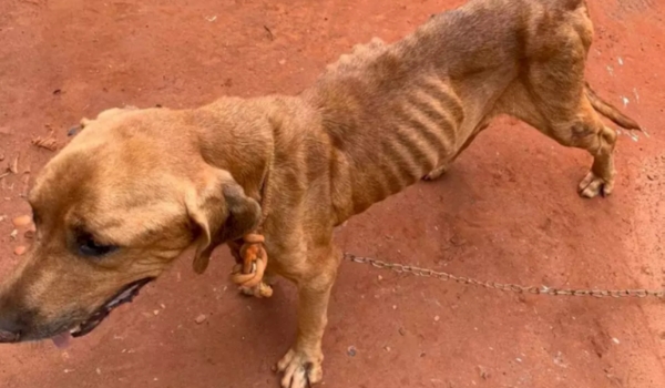 Lei proíbe pessoa condenada por maus-tratos a animais em cargo público