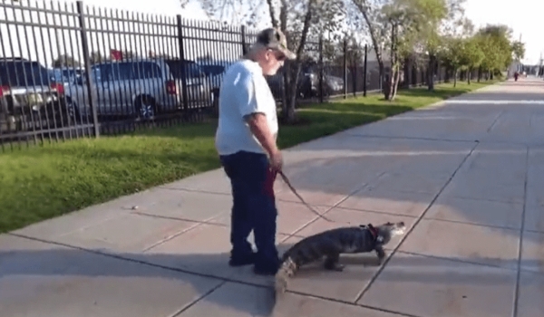 Jacaré de apoio emocional é impedido de entrar em jogo de beisebol nos EUA