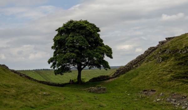 Adolescente é detido por cortar árvore bicentenária mais famosa do Reino Unido