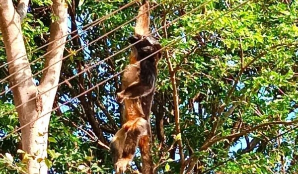Macaco morre preso em fiação após receber descarga elétrica