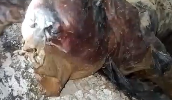 Mistério em Guia Lopes: Vídeo de suposto 